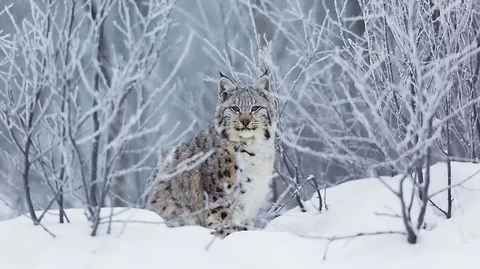 Ganz neu in diesem Winter gibt es in Vail die „Cats of Colorado Snowshoe" Tour, die das Park Hyatt mit dem Walking Mountains Science Center anbietet. Auf einer vierstündigen Tour durch die Wälder rund um Vail begeben sich die Gäste mit einem Guide auf die Spur von Luchs und Co. Bei dieser ruhigen und friedvollen Tour kann man aber auch auf Elche, Füchse, Rehe und Hirsche treffen. Das Center bietet noch viele weitere Schneeschuhtouren an. Die einstündigen Touren sind sogar kostenlos, Schneeschuhe werden gestellt.