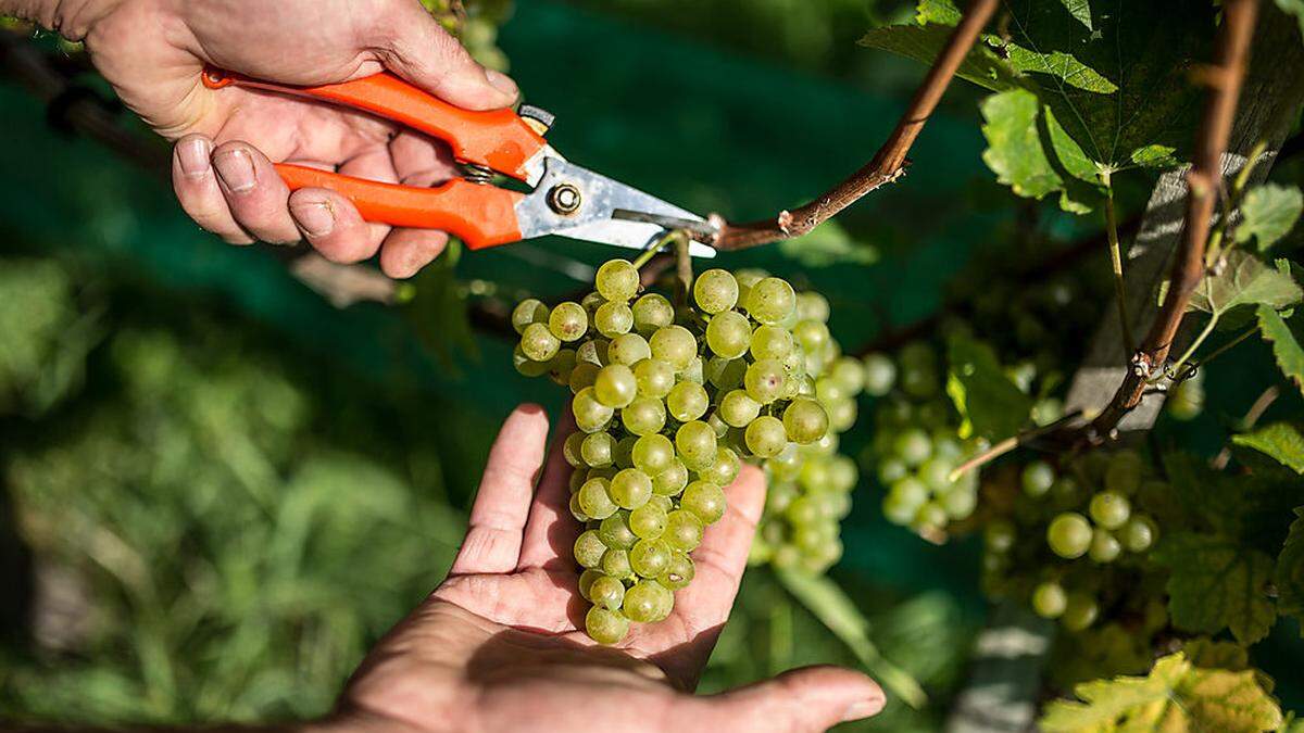 Kärntens Winzer liefern mittlerweile preiswürdige Qualitätsprodukte (Symbilfoto)