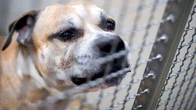 „Chico“ hat in Hannover seine Besitzer getötet. Er wurde in einem Käfig gehalten und nur selten ausgeführt