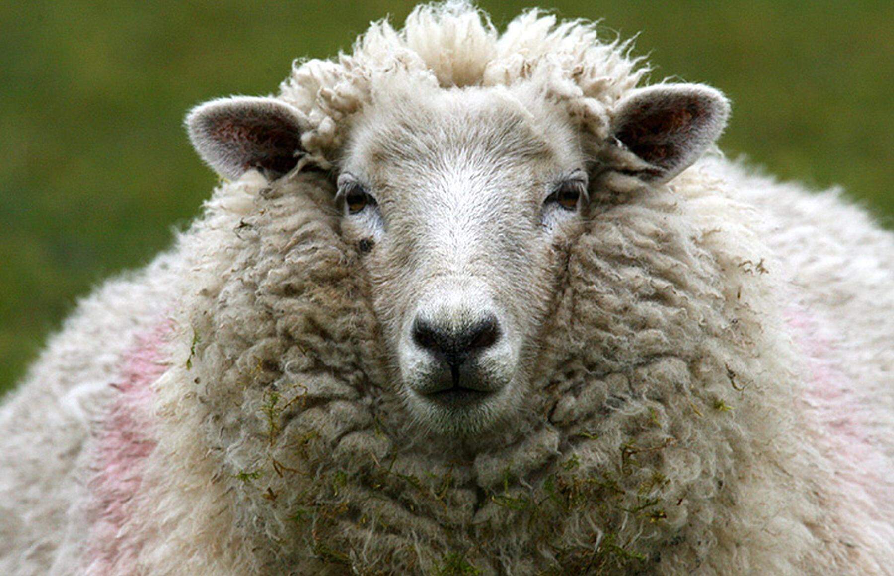 Flockenwolle aus aufbereiteter Schafwolle zur Dämmung