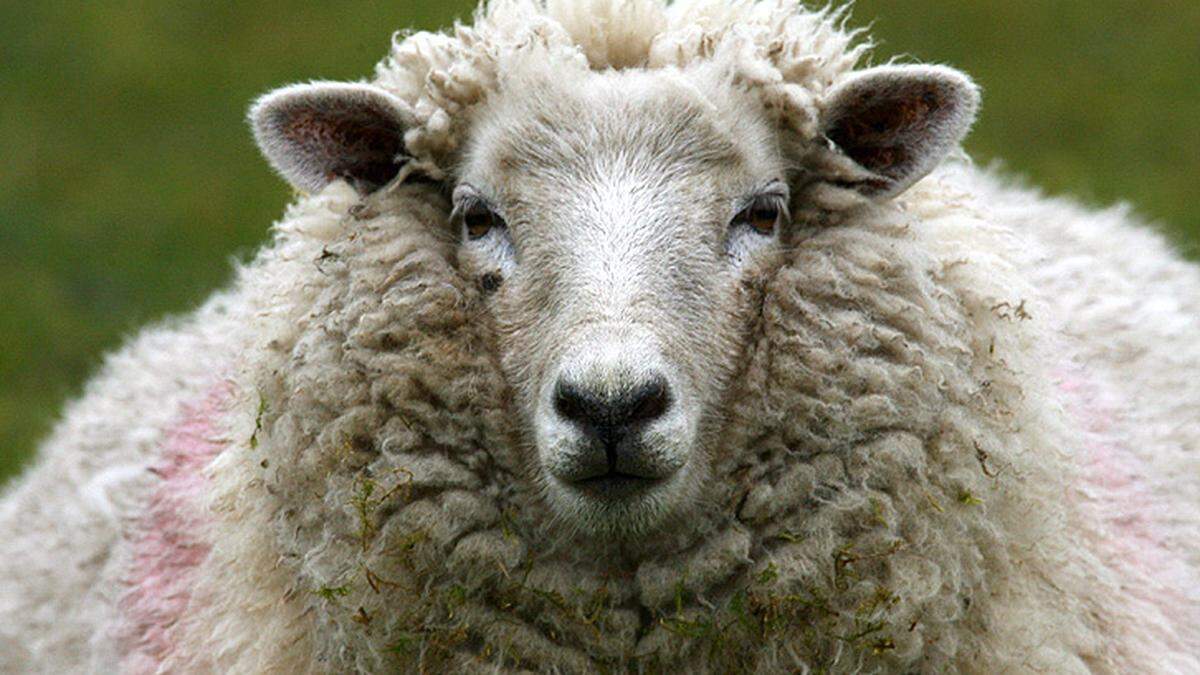 Gesund bauen und wohnen  Natürlich dämmen mit Schafwolle