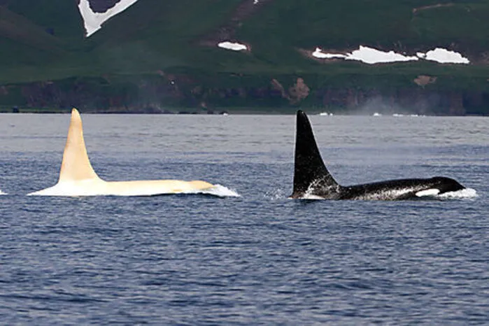 Bei Walen und Delfinen sind weiße Tiere extrem selten.