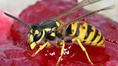 Wespen fliegen sowohl auf Kohlenhydrate als auch auf Eiweiße. Letztere brauchen sie für ihre Brut