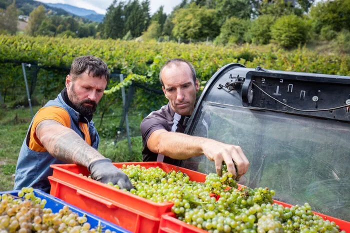Viele verschiedene Sorten werden im biodynamischen Weinbaubetrieb kultiviert.