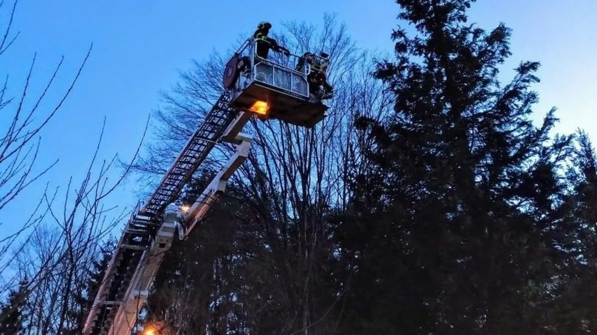Die Katze ließ sich von den Feuerwehrleuten nicht einfangen