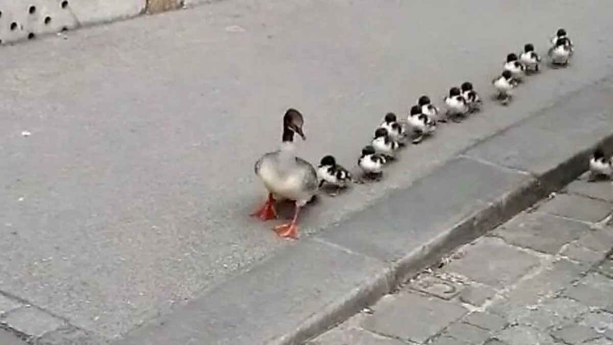 Die Gänsesäger vom Grazer Stadtpark sind via Sporgasse zur Mur gepilgert