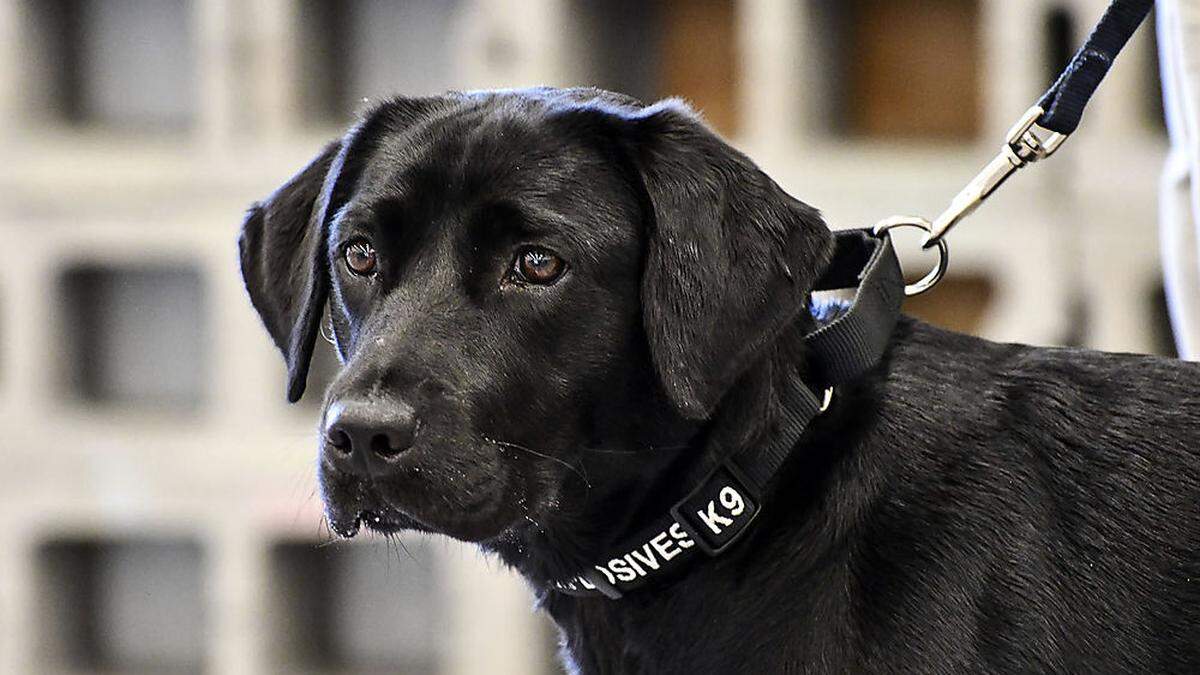 Lulu wurde wegen Arbeitsverweigerung gefeuert