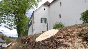 In Graz soll der Baumschutz strenger werden