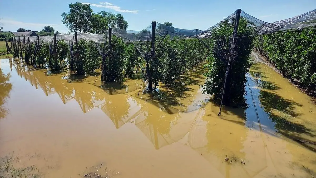 Diese Obstanlage in Mariatrost stand komplett unter Wasser. Insgesamt beträgt der Schaden in der Steiermark 2,6 Millionen Euroro