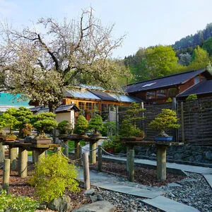 Seeboden: Bonsai Museum