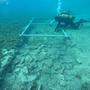 7000 Jahre alte Straße unter dem Meer entdeckt