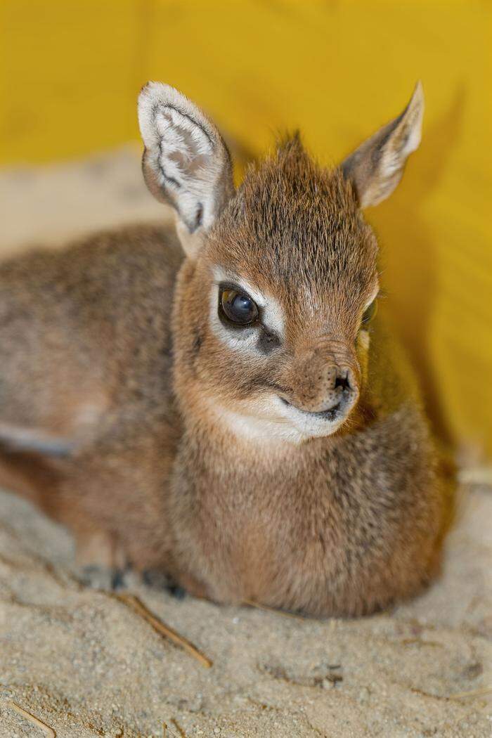 Neu geborenes Kirk-Dikdik 