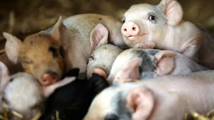 Der vielleicht hinreißendeste, ehrlichste und positivste Dokumentarfilm des Jahres: Unsere große kleine Farm 