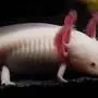 Der Axolotl hat eine Superkraft: Verliert er eine Gliedmaße, wächst sie einfach nach