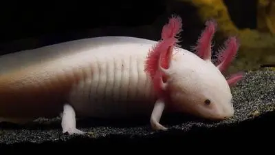 Der Axolotl hat eine Superkraft: Verliert er eine Gliedmaße, wächst sie einfach nach