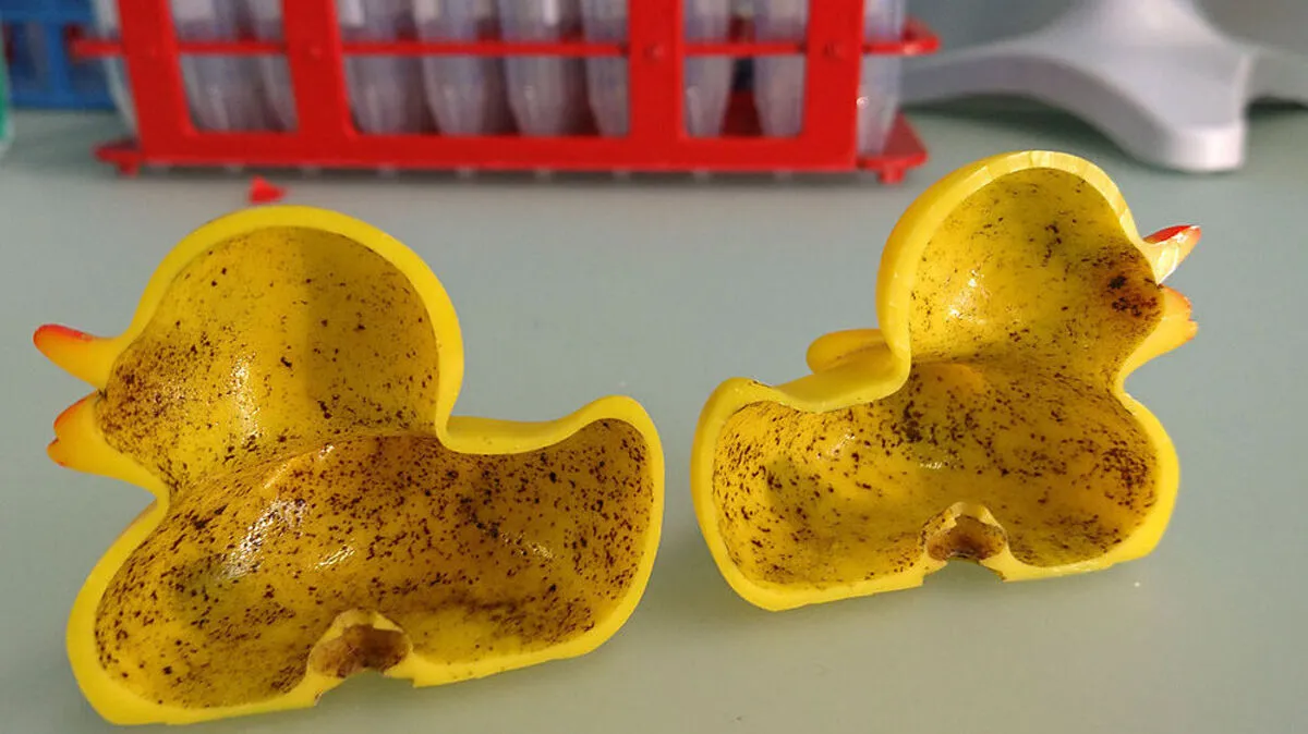 Im Inneren der Bade-Enten tummelt sich eine Vielzahl an Bakterien