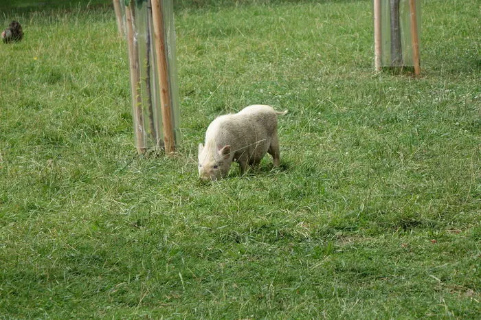 Schwer beschäftigt: das Minischwein