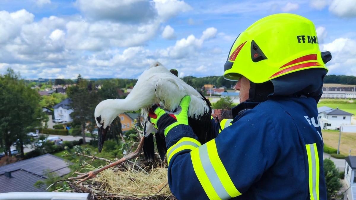 Voller Einsatz für die Störche in Andorf