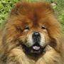 Sujetbild Chow Chow 