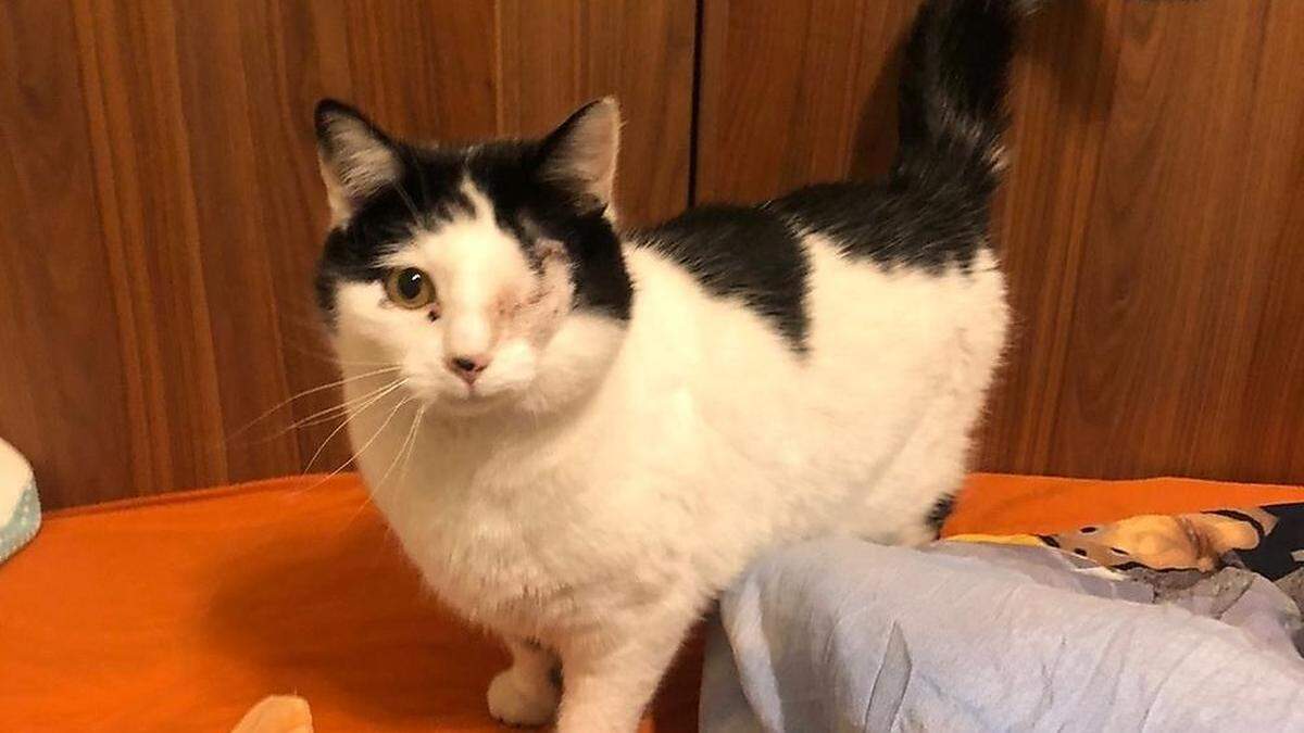 Katze Miri wurde 2020 gehäutet und mit aufgeschnittenem Bauch in der Petrifelderstraße gefunden