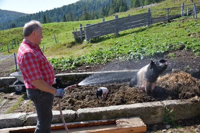 Direktor Josef Huber verpasst den Schweinen eine Dusche.