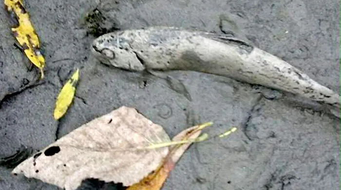 Zahlreiche Fische verendeten in den Schlammassen