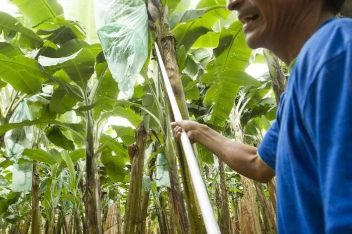 Für Fairtrade-Bananen gelten von der Ernte bis zum Verkauf eindeutige und strenge Standards.