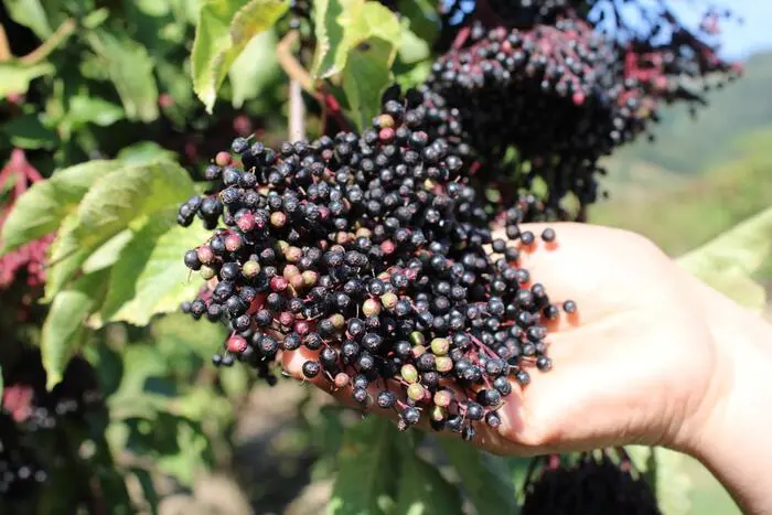 Beeren sind teilweise noch nicht reif und verdorren noch am Ast