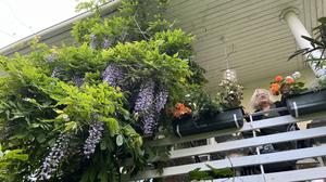 Dieser Regen macht die Welt bunter: Blauregen auf dem Balkon