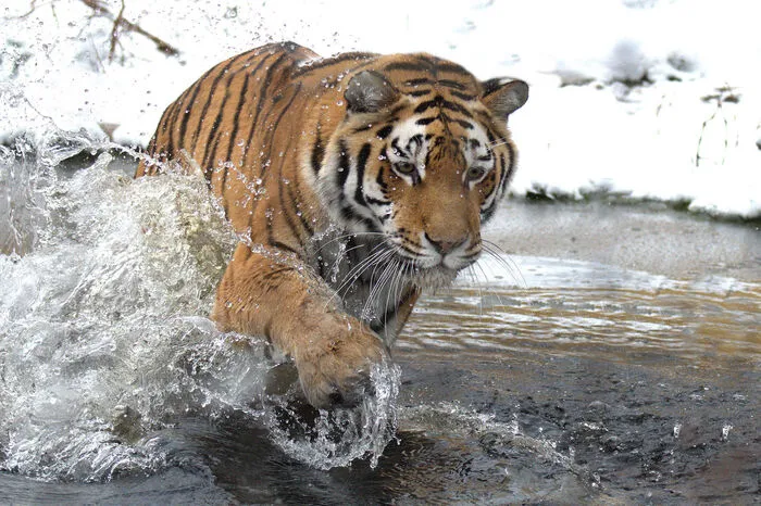 Die Sibirische Tigerin nimmt sogar ab und zu ein Eisbad.
