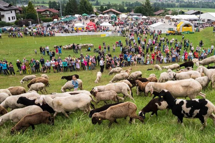 Über 4.000 Gäste besuchten dieses Jahr das 12. Steirische Almlammfest am Fuße des Hauser Kaibling