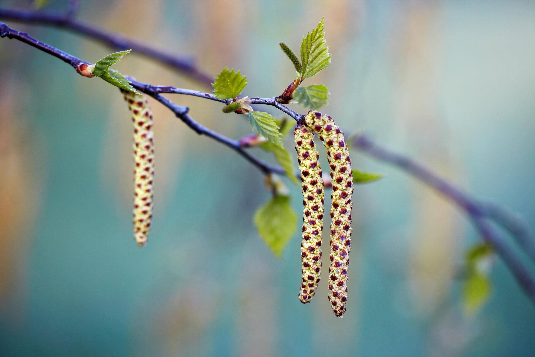Pollen-Update: Welche Pollen den Steirern gerade zu schaffen machen