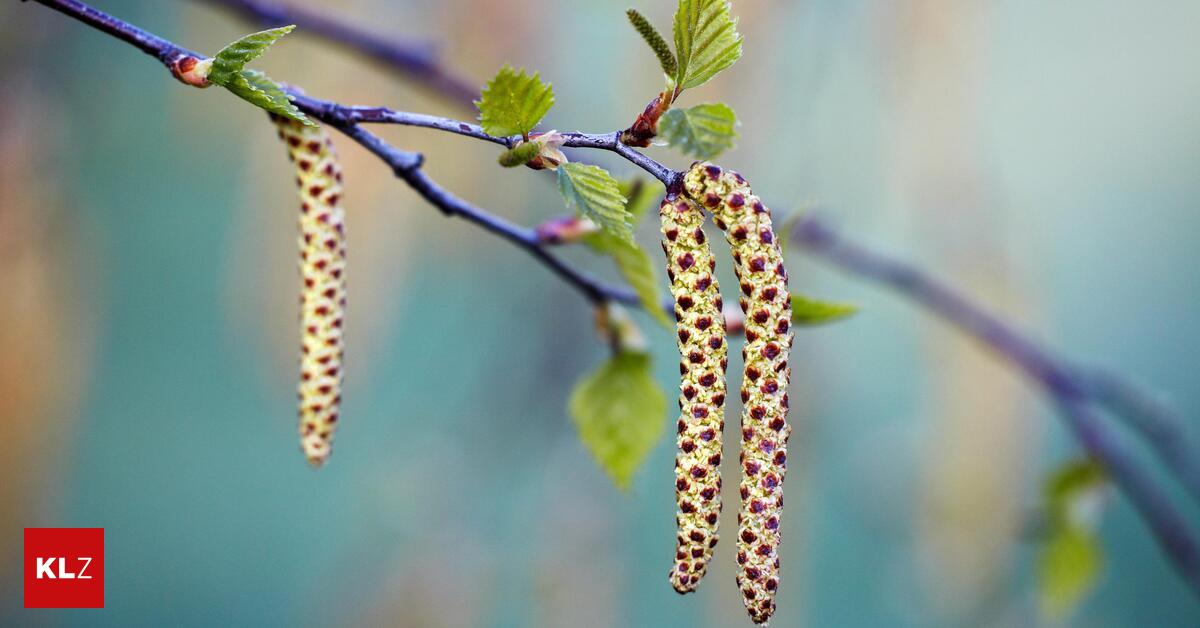 Pollen-Update-Welche-Pollen-den-Steirern-gerade-zu-schaffen-machen