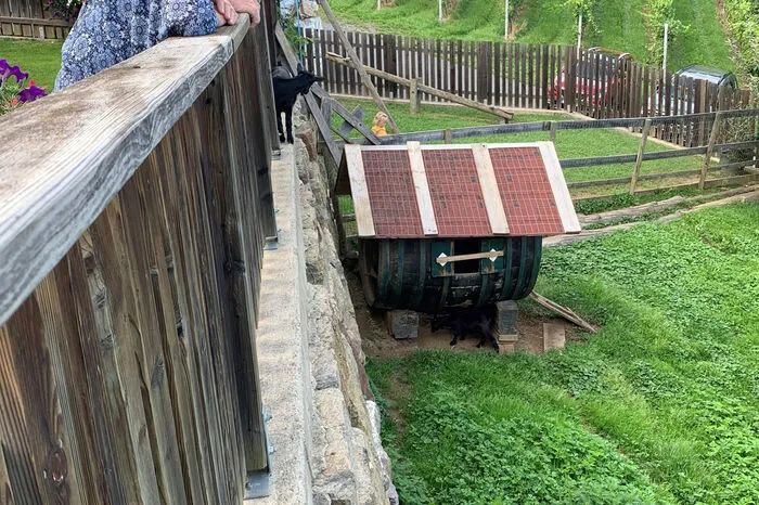 Die Steinmauer ist keine Herausforderung für die Ziegen. Im Nu klettern sie empor.