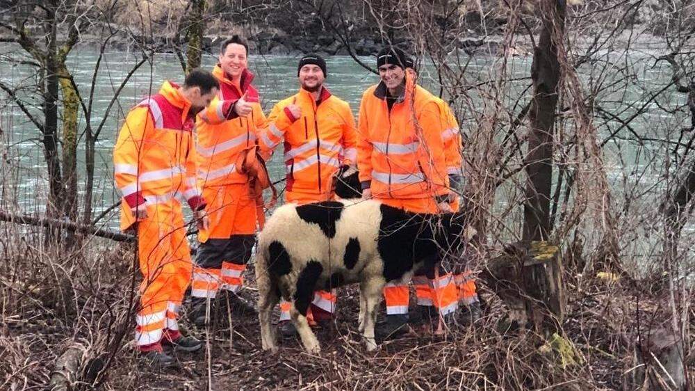 Entlaufene Schafe an Inntalautobahn gerettet
