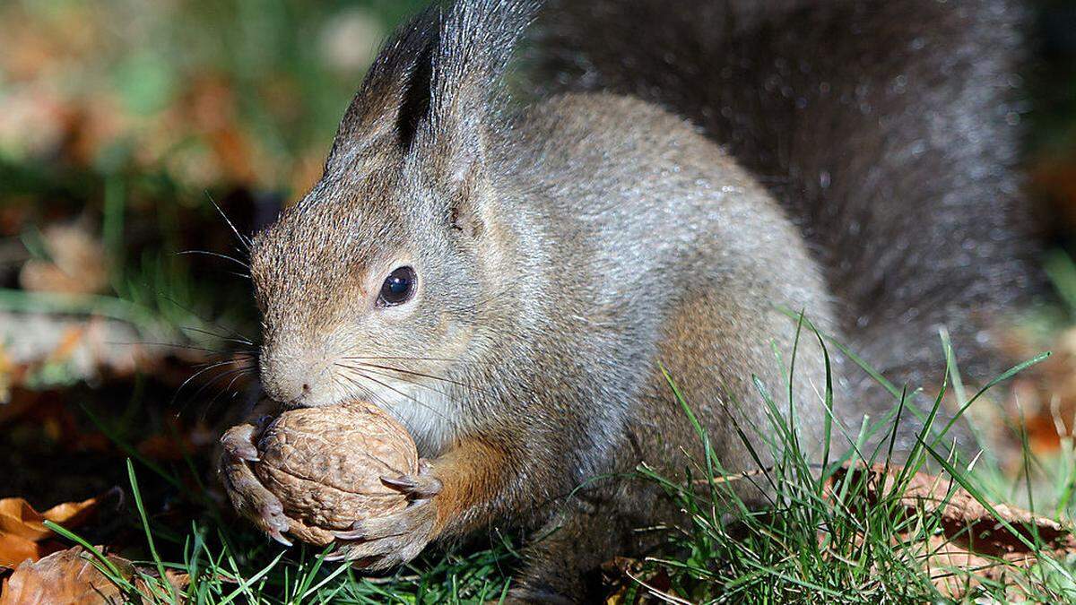 Die Eichhörnchen mögen Haselnüsse besonders gerne