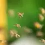 Millionen Bienen entkamen in den USA aus einem umgestürzten Lastwagen