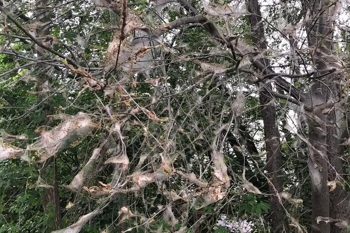 tritt meist in Randbereichen von Auen auf. Nach zwei Wochen ist der Spuk vorbei. Die Bäume treiben ein zweites Mal aus und nehmen keinen Schaden.