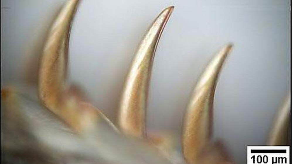 Die Schneckenzähne. 100 Mikrometer sind ein Zehntel Millimeter