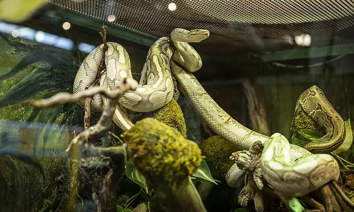 Diese zwei Königspythons wurden in einem Acker in Feistritz/Drau gefunden