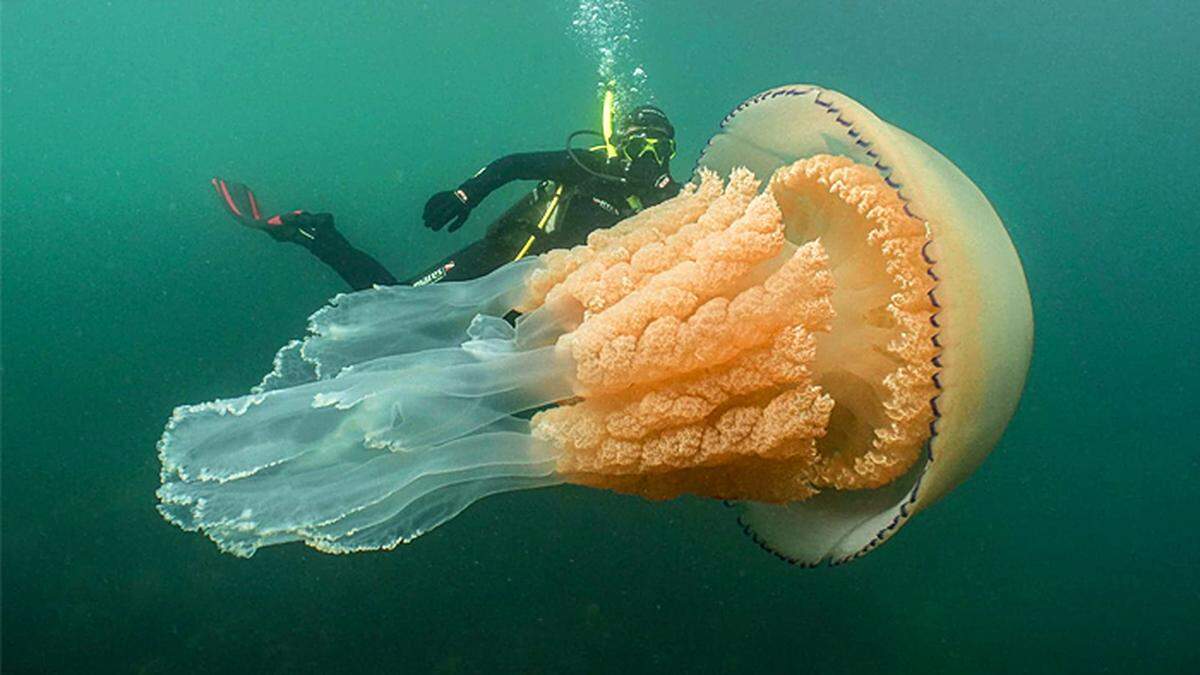 Riesen-Qualle vor Cornwall: Tauchgang mit Überraschungen 