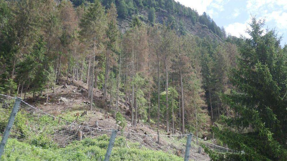 Der Borkenkäferbefall im Mölltal hat sich zu einer Plage ausgeweitet, der im steilen Gelände nur schwer beizukommen ist