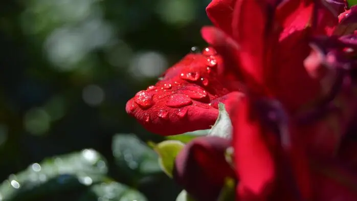 Zarte Tautropfen schmücken die Blütenblätter. Die Rose erstrahlt in ihrer voller Schönheit und Eleganz. Vielen Dank an unsere Leserreporterin Barbara Ballog aus Leibnitz für dieses wunderschöne Foto.