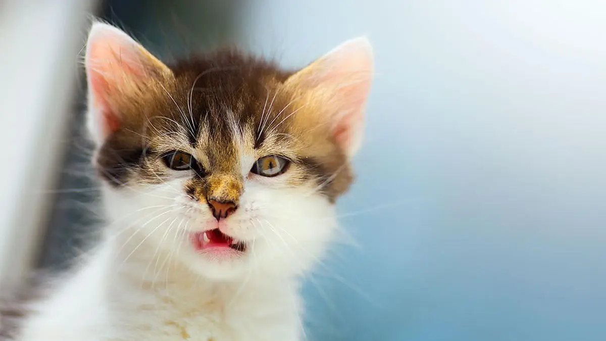 vexed Cat; mad kitten face
