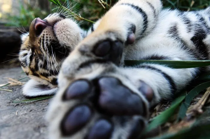 In dem Park leben 125 Tiere aus 31 Arten, darunter zahlreiche Raubkatzen wie Löwen und Leoparden.