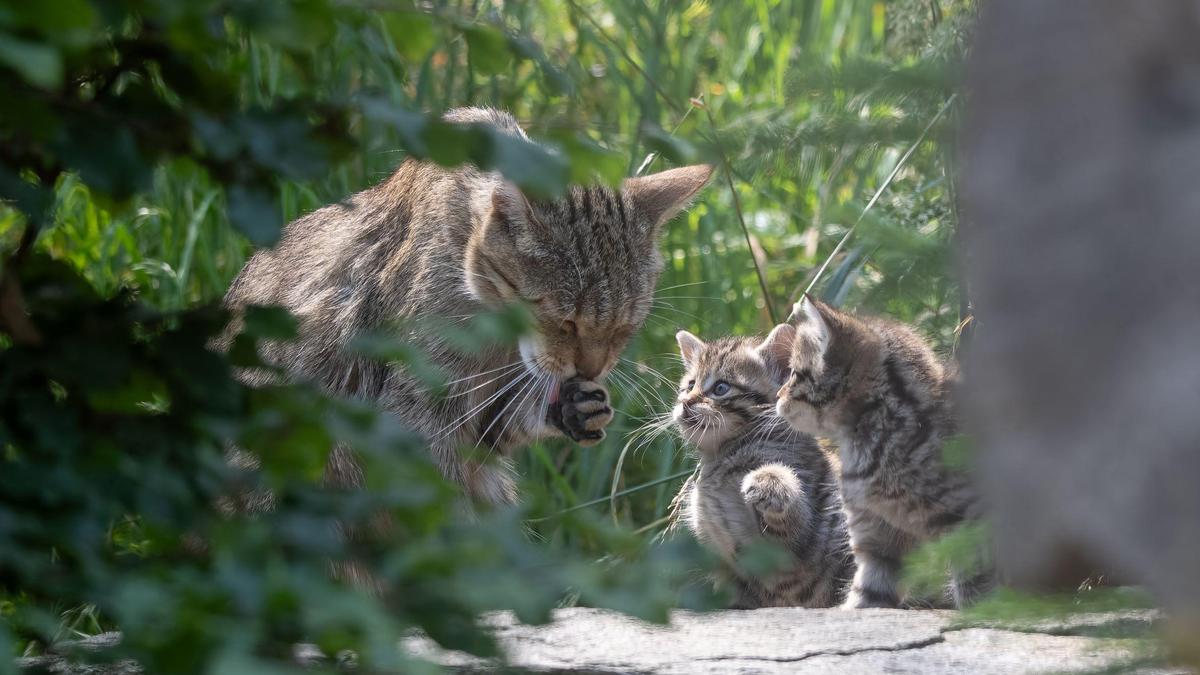 Wildkatzen-Mama Vroni umsorgt ihre Jungen