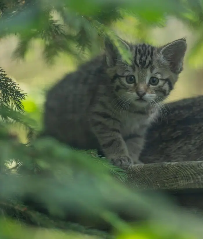 Die Wildkatzen erkunden bereits ihre Umgebung