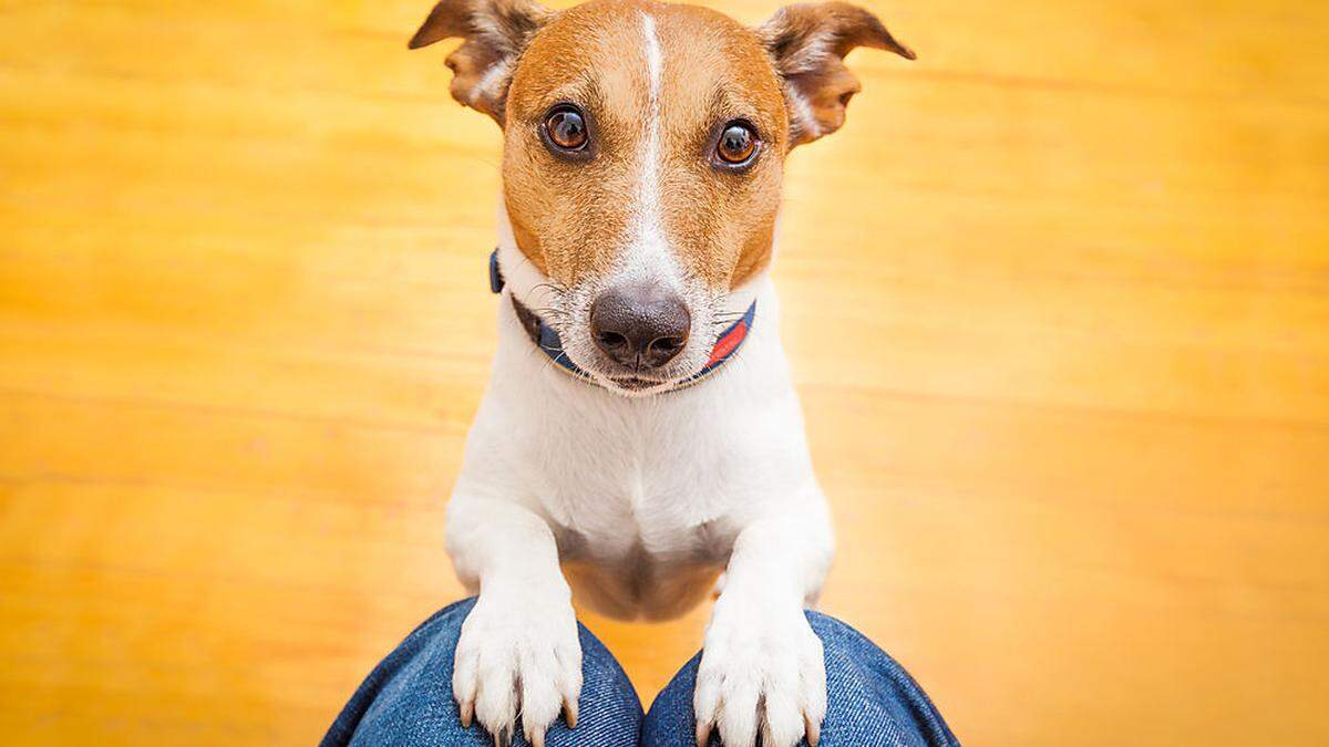 Hunde beobachten das zwischenmenschliche Verhalten sehr genau und ziehen ihre Schlüsse daraus