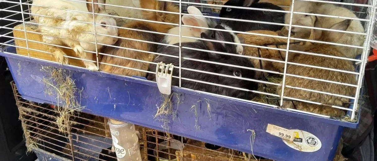 In solch kleinen Käfigen wurden mehr als zehn ausgewachsene Hasen gehalten, zeigt Ingrid Stracke vom Tierheim und Gnadenhof „Purzel & Vicky“ auf