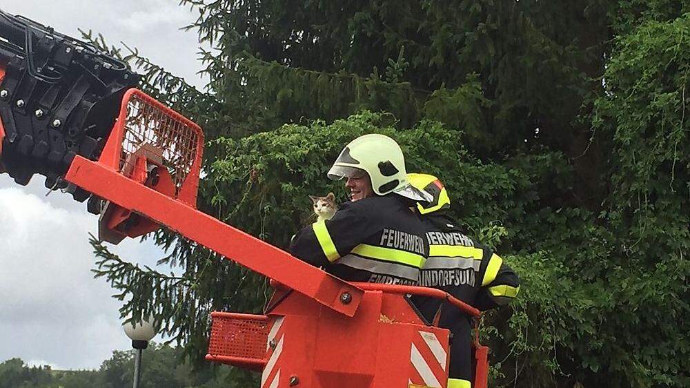 Mitgleider der Feuerwehr Empersdorf konnten Katze &quot;Mia&quot; vom Baum retten